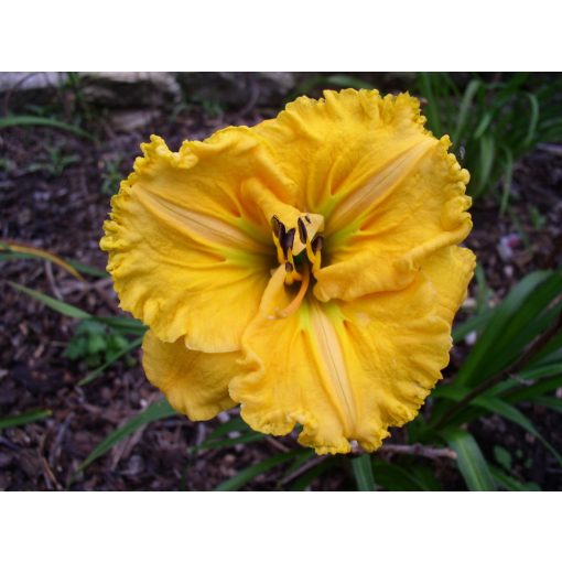 Hemerocallis Carved Pumpkin Pie - Sásliliom