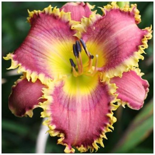 Hemerocallis Chomp - Sásliliom