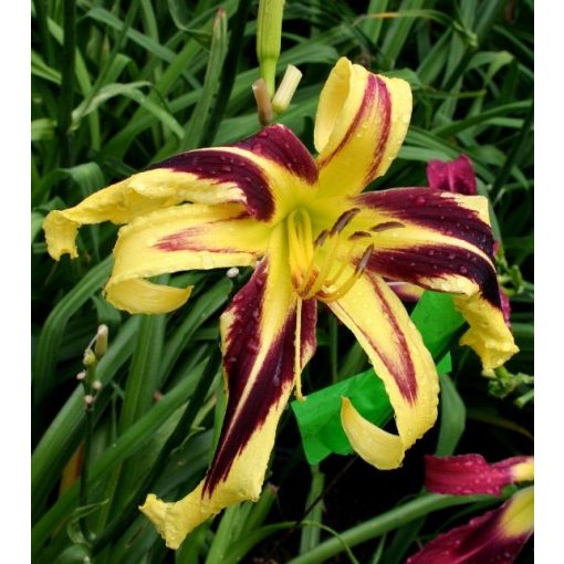 Hemerocallis Dancing Chevrons - Sásliliom