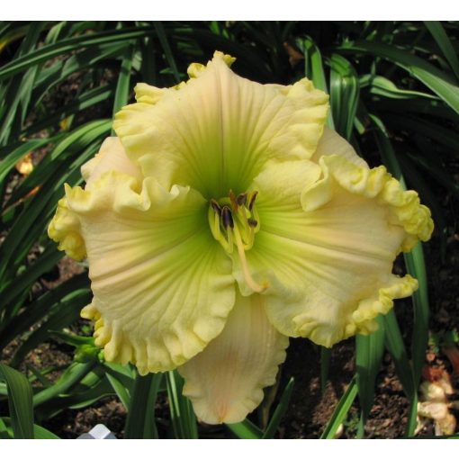 Hemerocallis Dawn Appears - Sásliliom