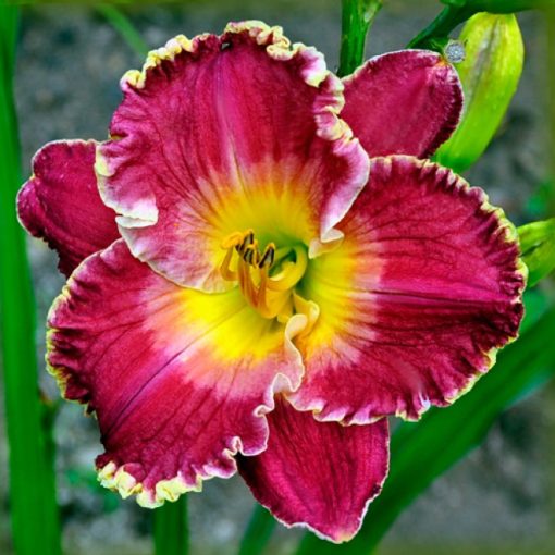 Hemerocallis Divine Comedy - Sásliliom