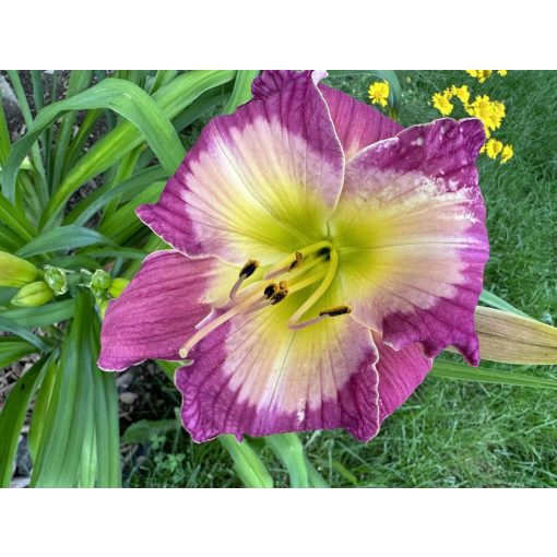 Hemerocallis Grand Palais - Sásliliom