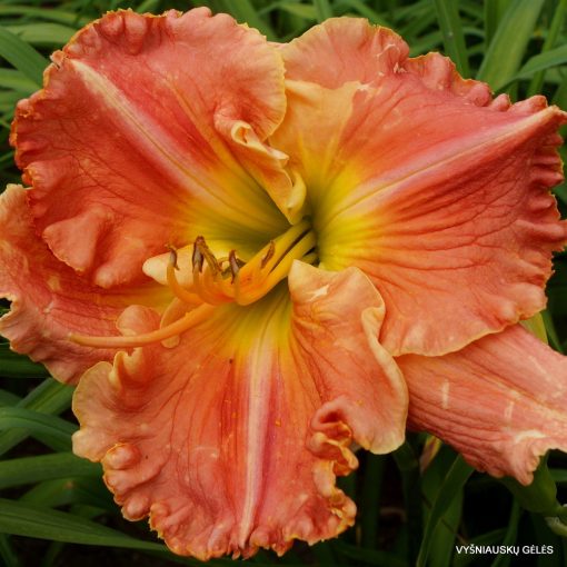 Hemerocallis Lonnie Leroy Carpenter - Sásliliom