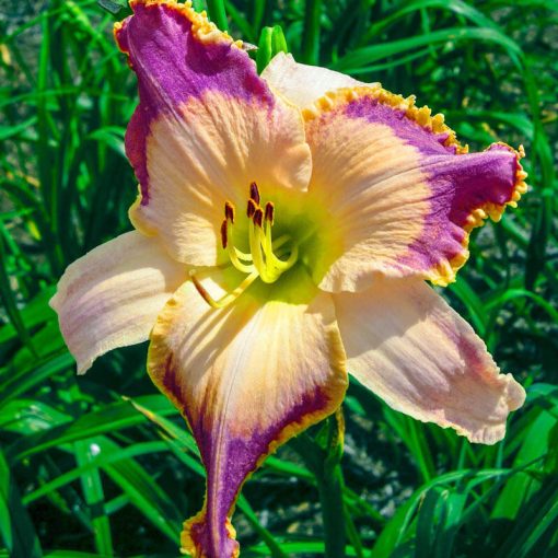 Hemerocallis Lotus Position - Sásliliom