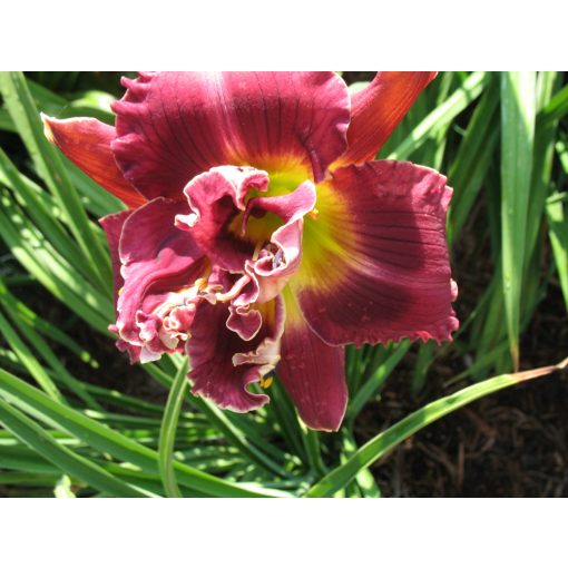 Hemerocallis Marion Tyus - Sásliliom