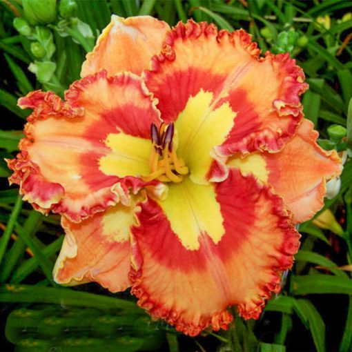 Hemerocallis Mexican Fiesta - Sásliliom