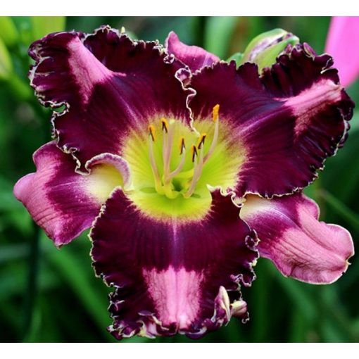 Hemerocallis Midnight At Tiffanys - Sásliliom