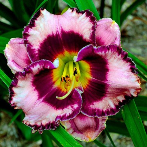 Hemerocallis Mountain Willflower - Sásliliom