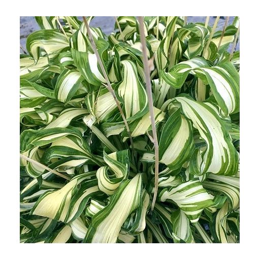 Hosta Twisted Spearmint - Árnyékliliom