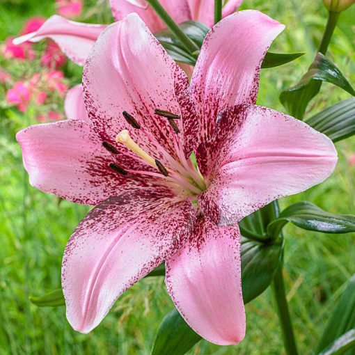 Lilium Cogoleto (14/+) - Liliom