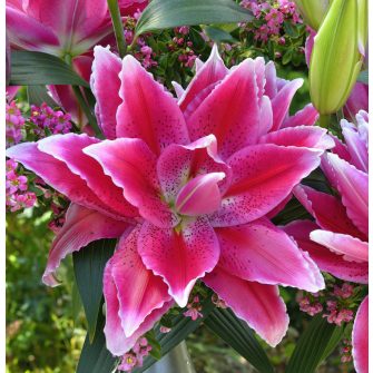 Lilies in full bloom