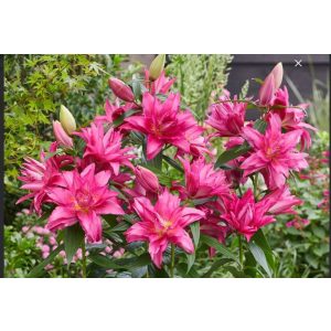 Lilium Roselily Gabriella (14/+) - Liliom