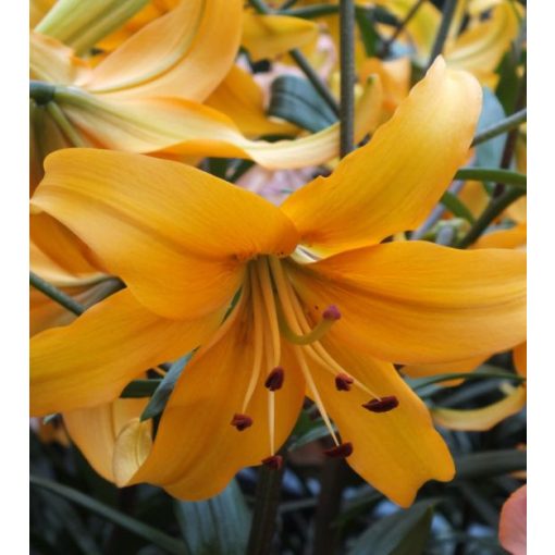 Lilium Pearl Justien (14/+) - Liliom