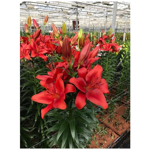 Lilium Red Hill (14/+) - Liliom