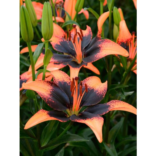 Lilium Twosome (14/+) - Liliom