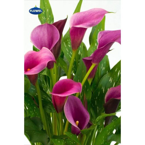 Zantedeschia Purple Spirit ® (14/+) - Kála