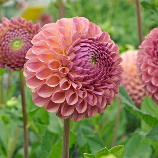 Dahlia Caitlins Joy (I.) - Dália