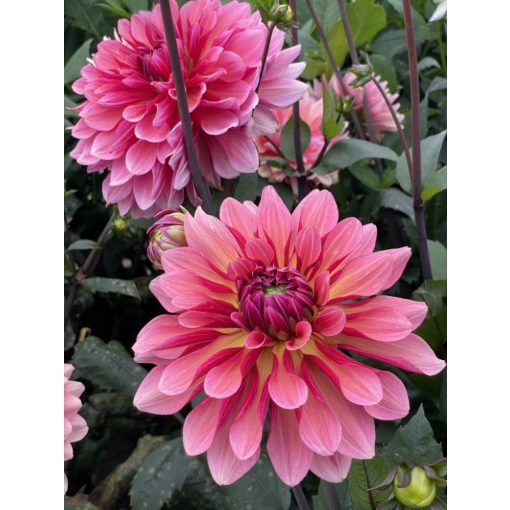 Dahlia Missis Dutch (I.) - Dália