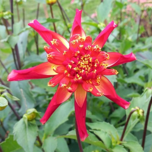 Dahlia Octopus Sparkle (I.) - Dália