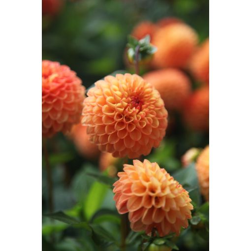 Dahlia Souvenir dEté (I.) - Dália