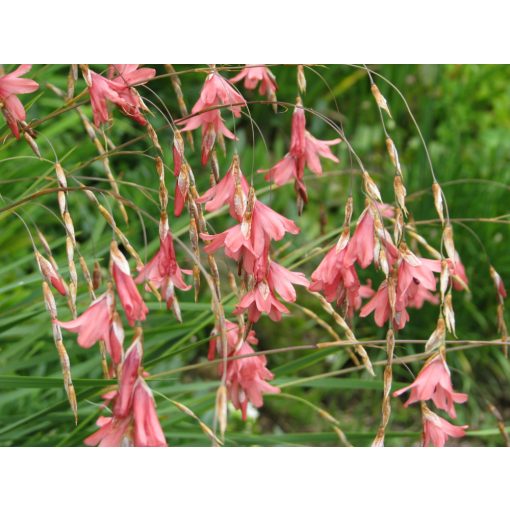 Dierama igneum (I.) - Pálcavirág