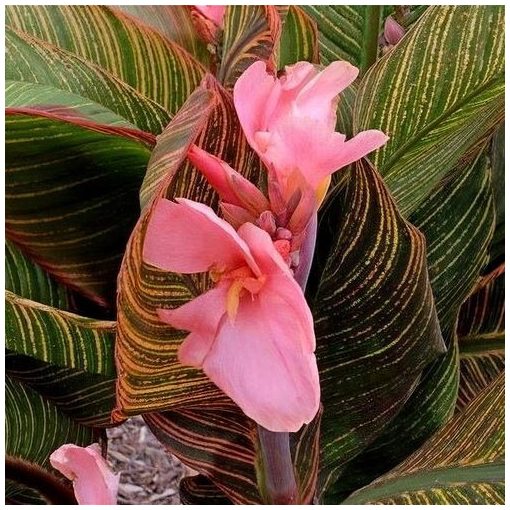 Canna Pink Sunburst (I.) - Kannavirág