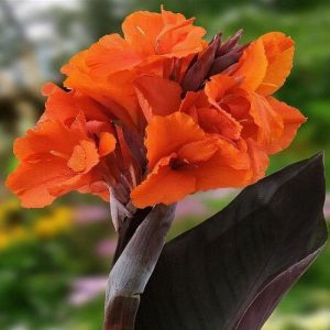 Canna Orange Chocolate (I.) - Kannavirág