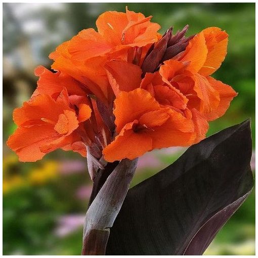 Canna Orange Chocolate (I.) - Kannavirág