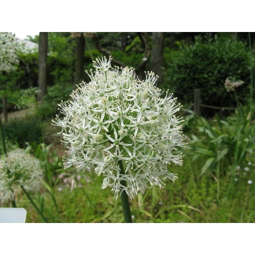 Allium stipitatum - Díszhagyma