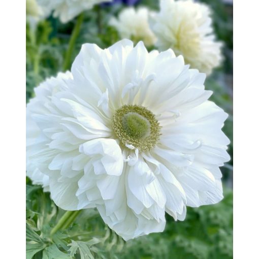 Anemone coronaria Levante Bianco - Koronás szellőrózsa