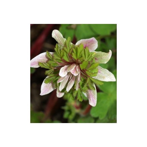 Anemone nemorosa Green Fingers - Berki szellőrózsa