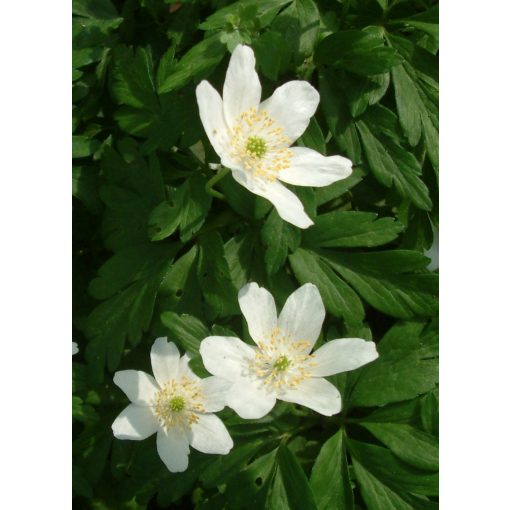 Anemone nemorosa Lychette - Berki szellőrózsa