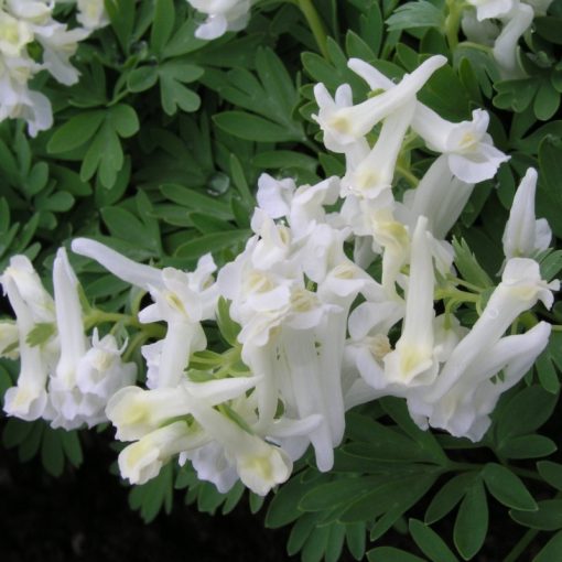 Corydalis solida White Knight - Keltike