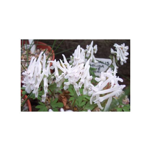 Corydalis solida White Swallow - Keltike