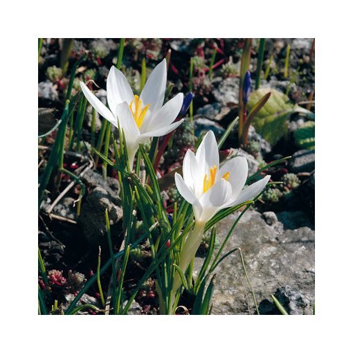 Crocus biflorus ssp. weldenii Albus - Krókusz