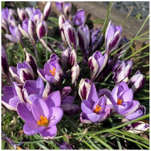 Crocus minimus - Krókusz