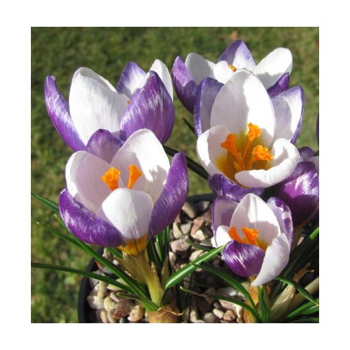 Crocus sieberi Hubert Edelsten - Krókusz