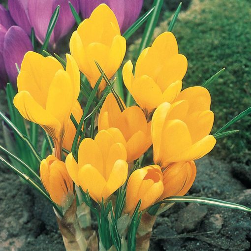 Crocus vernus Yellow Mammoth - Krókusz