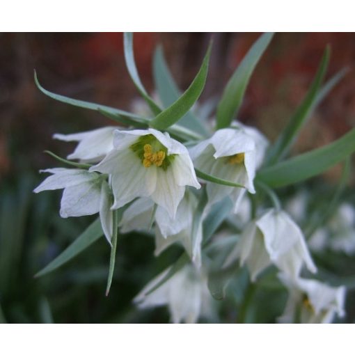 Fritillaria bucharica - Császárkorona