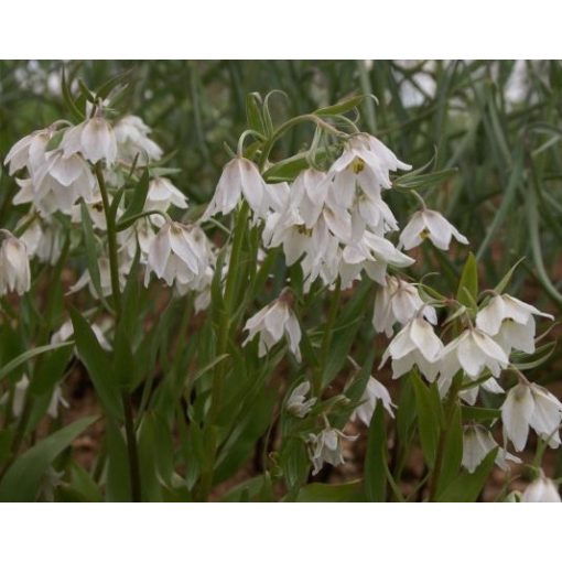 Fritillaria bucharica Nurek Giant - Császárkorona