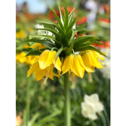 Fritillaria imperialis Maxima Lutea - Császárkorona