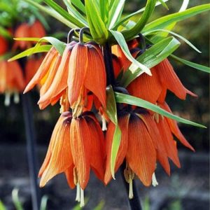 Fritillaria imperialis Prolifera - Császárkorona