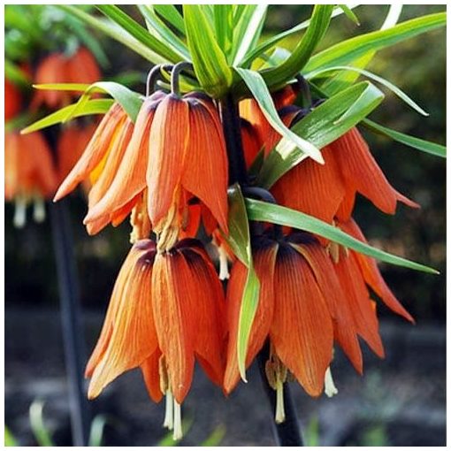 Fritillaria imperialis Prolifera - Császárkorona