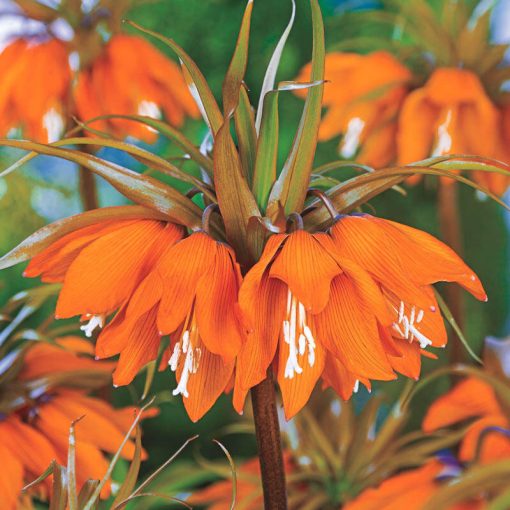 Fritillaria imperialis Sunset - Császárkorona