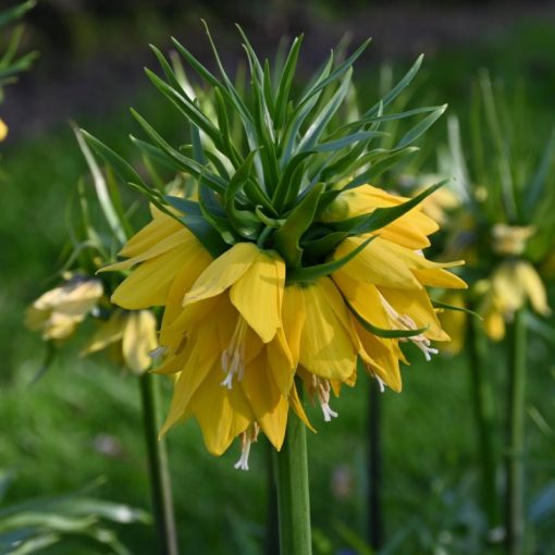 Fritillaria imperialis Yellow Beauty - Császárkorona