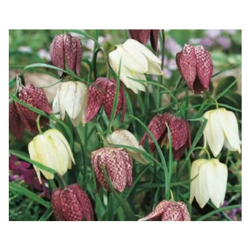 Fritillaria meleagris Mischung - Kockásliliom