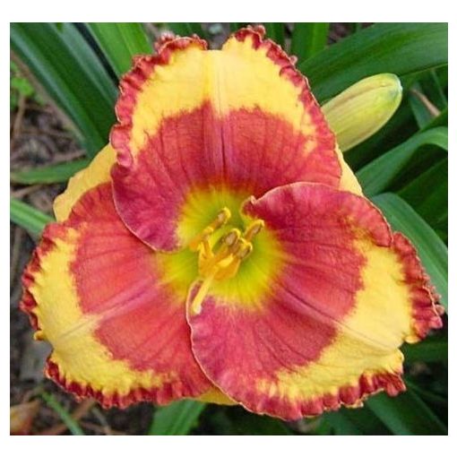 Hemerocallis Andy Candy - Sásliliom