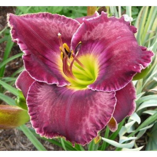 Hemerocallis Ashwood Smokey Joe - Sásliliom