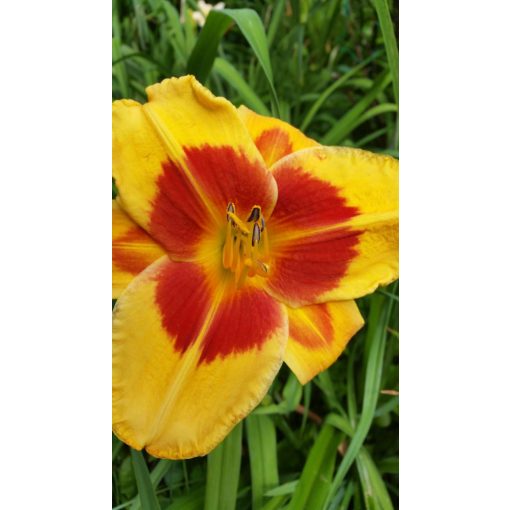 Hemerocallis Banzai - Sásliliom