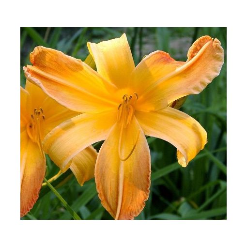 Hemerocallis Big World - Sásliliom